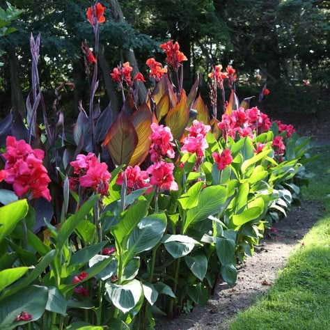 Canna Lily Landscaping, Canna Lily Garden, Inexpensive Landscaping, Tropical Garden Plants, Canna Flower, Tropical Backyard Landscaping, Ideas Jardin, Tropical Landscape Design, Longfield Gardens