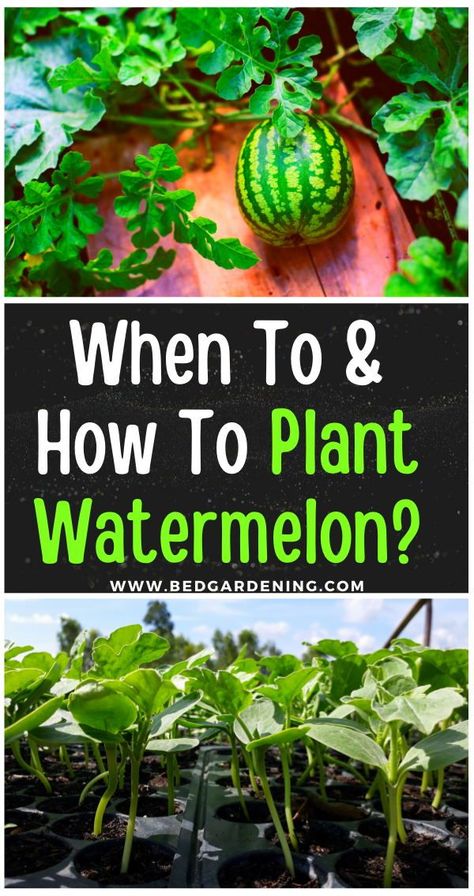 When To & How To Plant Watermelon? You can maintain the fertility of the soil which is not possible if you grow watermelon in the ground. You can fill your raised bed with a high-quality potting mix that contains all the essential and basic nutrients for growing your watermelons. How To Grow Melons From Seeds, When To Plant Watermelon Seeds, How To Plant Watermelon Plants, Watermelon Patch Garden, How To Grow Watermelon In Containers, How To Grow Watermelon Vertically, How To Plant Watermelon Seeds, Watermelon Planting Tips, Growing Watermelon In Container