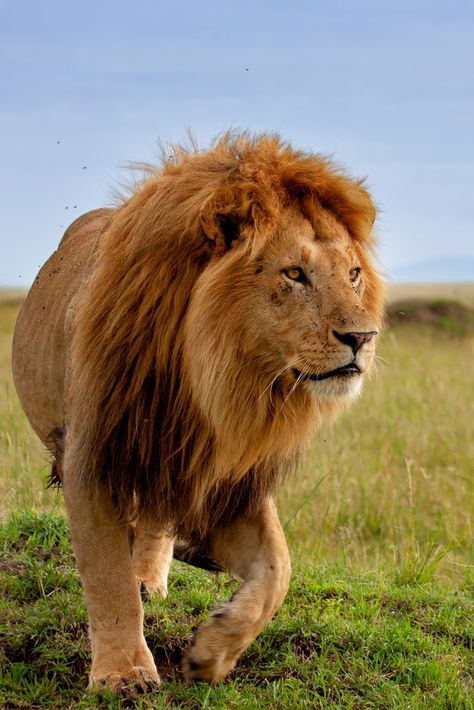 Lion on the hunt in Kenya Tiger Anatomy, South African Animals, African Animals Photography, African Wildlife Photography, Lion Photography, Africa Wildlife, Black Lion, Lion Images, African Lion