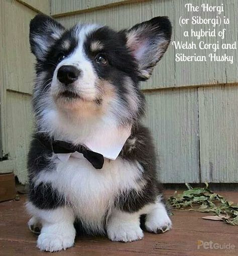 The Horgi is an outgoing and loving little hybrid dog that's a great family pet and companion. Corgi Husky Mix, Corgi Smile, Corgi Puppies, Corgi Mix, Hybrid Dogs, Husky Mix, Corgi Puppy, Cute Corgi, Dog Agility