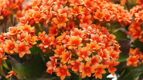 How To Grow And Take Care Of Kalanchoe Florist Kalanchoe, Kalanchoe Plant, Paddle Plant, Low Water Landscaping, Succulent Potting Mix, Kalanchoe Blossfeldiana, Lipstick Plant, Flowering Succulents, Indoor Gardens