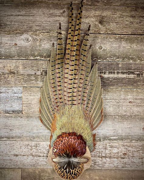 Final Refuge Taxidermy on Instagram: “A neat idea for pheasants too damaged to mount. #pheasant #roostertail #pheasants #kansashunting #birdtaxidermy #upland” Pheasant Mounts Ideas, Pheasant Tail Mount, Pheasant Taxidermy, Diy Taxidermy, Pheasant Mounts, Taxidermy Diy, Hunting Room Decor, Pheasant Feather Decor, Deer Tail