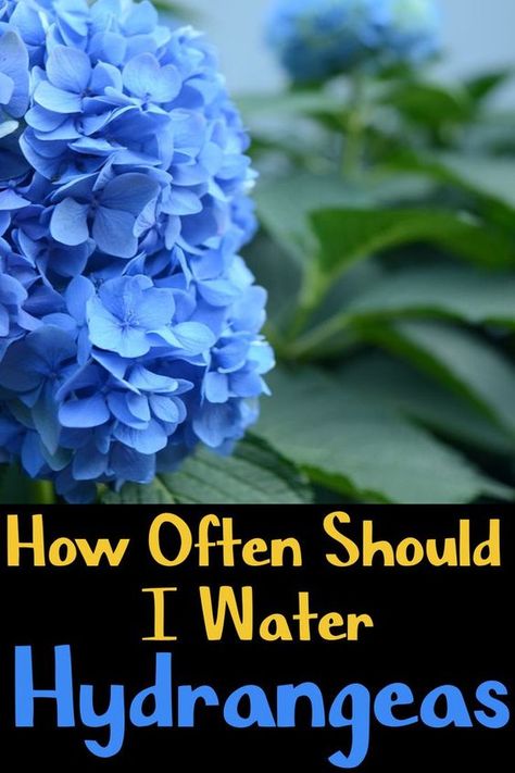 How To Water Hydrangeas, How To Keep Hydrangeas Alive, How To Get Hydrangeas To Bloom, How To Make Hydrangeas Bloom, What To Plant With Hydrangeas, Lavender Plant Indoors, Watering Hydrangeas, Hydrangeas In Pots, Hydrangea Plant Care