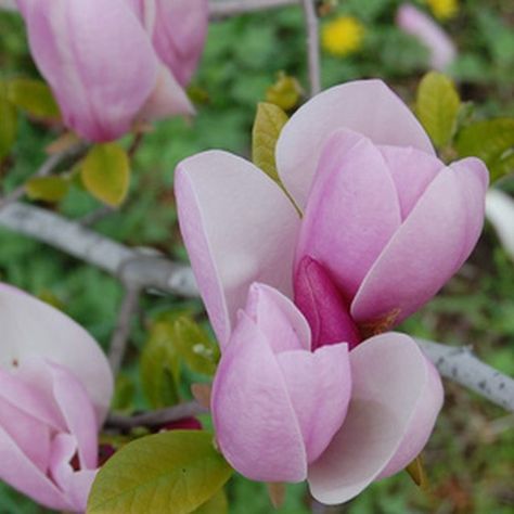 Chinese magnolia trees feature tulip-shaped blossoms. Jane Magnolia Tree, Purple Lantana, Saucer Magnolia Tree, Magnolia Bush, Jane Magnolia, Small Evergreen Shrubs, Tulip Magnolia, Thuja Green Giant, Magnolia Grandiflora