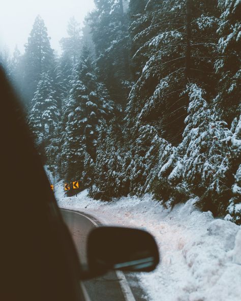 Pine trees covered with snow photo – Free Grey Image on Unsplash Winter Emergency Kit, Winter Landscape Photography, Ski Rack, Lake Arrowhead, Snowy Trees, Forest Road, Winter Scenery, Colorado Mountains, Winter Scene