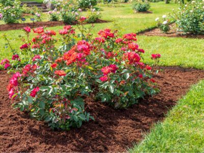 Mushroom Compost, Types Of Mulch, Floribunda Roses, Rose Garden Design, Wood Mulch, Organic Mulch, Rose Varieties, Container Gardening Flowers, Healthy Garden