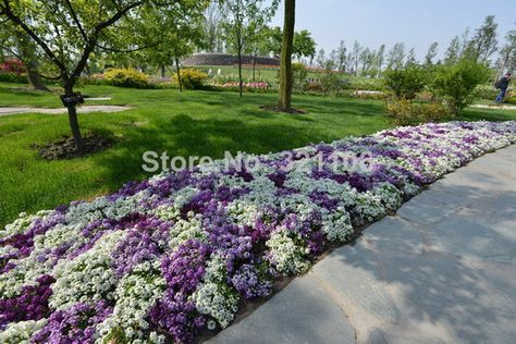 News Picture, Long Picture, Long Pictures, Elegant Garden, Violet Flower, Bougainvillea, Ground Cover, Flower Seeds, Garden Planning