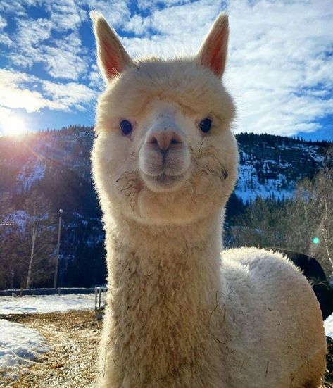 Alpaca Pictures, Carpet Ideas 2023, Cute Animal Tattoos, Carpet Ideas, Cute Alpaca, Cute Llama, Pretty Animals, Cute Animals Images, Like Animals