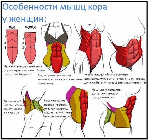 Anatomy Reference Drawing, How To Draw Abs, Female Anatomy Reference, Anatomy Tutorial, Abs Women, Human Anatomy Drawing, Human Figure Drawing, Reference Drawing, Body Reference Drawing