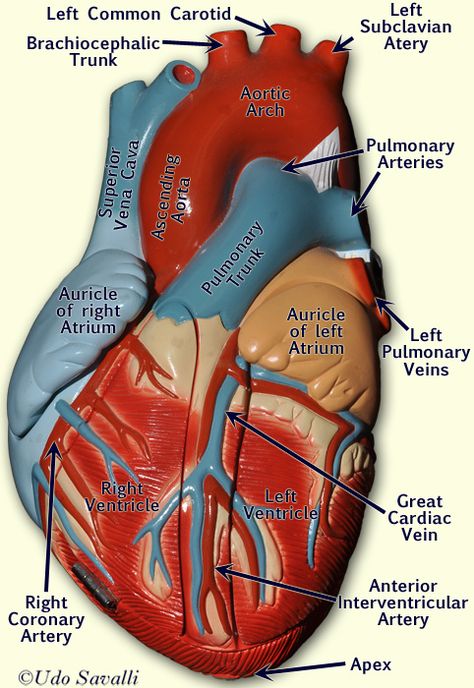 BIO202-Heart Model Circulatory System Model, Biology Heart, Heart Biology, Human Heart Anatomy, Heart Model, Basic Anatomy And Physiology, Ob Nursing, Nurse Study Notes, The Human Heart