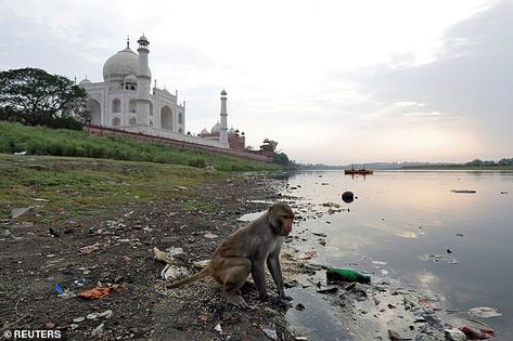 A monkey looks for food on the polluted banks of the Yamuna river next to the historic Taj... Pollution Pictures, Yamuna River, Ganga River, Science Magazine, Farm Heroes, Famous Landmarks, Cat Rescue, Royal Wedding, Monkeys