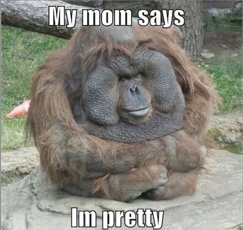 My mom says I'm pretty!😂 Fat Monkey, Funny