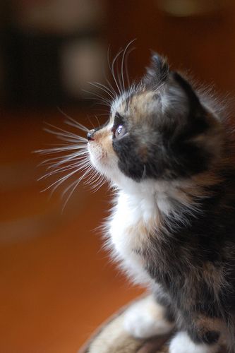 Marla Dearborn makes my heart skip a beat. Kitten Side View, Kitten Side Profile, Cat Side Profile, Cat Side, Empty House, Profile Portrait, Calico Kitten, Bokeh Photography, Pretty Kitty