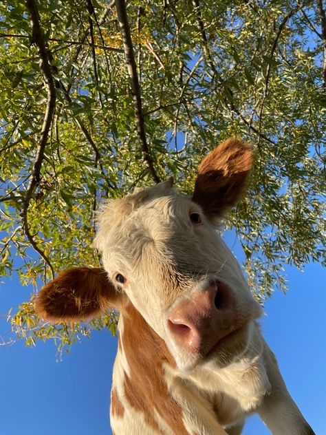 Pet Cows, Fluffy Cows, Cow Pictures, Baby Cows, Pretty Animals, Cute Animals Images, Cute Wild Animals, Cute Animal Photos