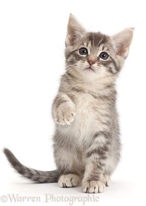 Silver tabby kitten with raised paw, white background Cute Cat White Background, Animals With White Background, Cat White Background, Silver Tabby Kitten, Dog Portraits Art, Kitten Images, Grey Kitten, Tabby Kitten, Cat Pose