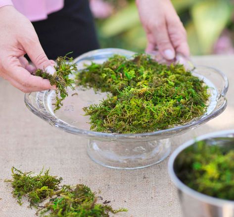 Step 2: Add moss Moss And Succulent Centerpiece, Moss Bowl Centerpiece Diy, Moss Centerpieces Diy, Moss Table Decor, Water Centerpieces, Moss Candle, Fall Floral Centerpieces, Moss Centerpieces, Succulent Centerpiece