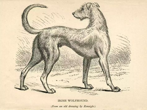 https://www.thesprucepets.com/irish-wolfhound-dog-breed-profile-4776801 Wolfhound Tattoo, Irish Elk, Silhouette Sport, Irish Wolfhound Dogs, British Dog, Victorian Illustration, Tallest Dog, Sheep Breeds, Irish Wolfhound