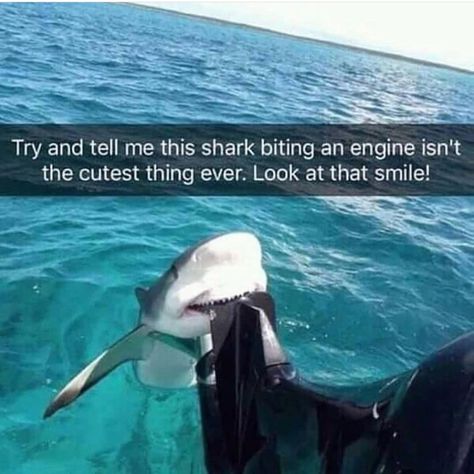 Smiling Shark, Crush Memes, Shark Bites, Shark Week, Marine Biology, Disney Memes, Cutest Thing Ever, Animal Jokes, Baby Shark