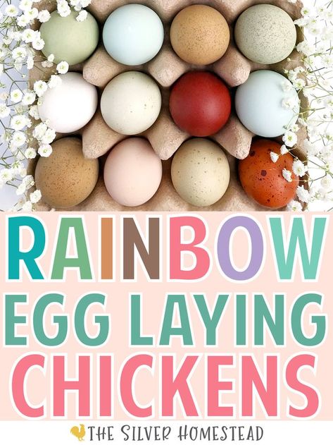 Get a Rainbow Egg Laying backyard Chicken Flock colored egg layer chickens easter egger speckled olive eggers heavy bloom pink purple blue green peach lavender olives moss cocoa deep dark chocolate egg colors by breed hybrid chick chicks hatching eggs buy chicks local breeder select hens by egg color carton goal goals farmers market sell eggs hatching eggs fertile fertilized Colored Chicken Eggs, Chicken Egg Colors, Chicken Coop Building Plans, Chicken Story, Duck Egg Colour, Chicken Flock, Layer Chicken, Raising Chicks, Egg Laying Chickens