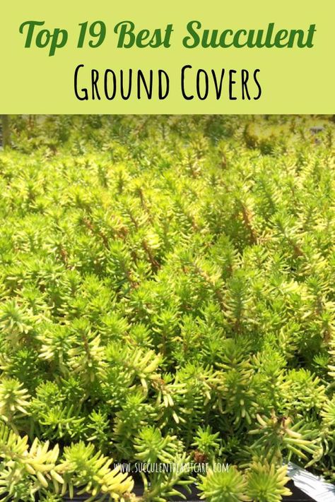 Top 19 Best Succulent Ground Covers with pictures Ground Cover Succulents, Nature Rooms, Sedum Ground Cover, Succulent Ground Cover, Wildlife Pond, Nature Room, Plant Tips, Seaside Garden, Ground Covers