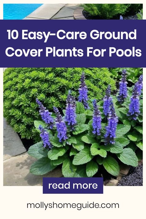 Discover the best ground cover plants perfect for creating a beautiful landscape around your pool. From easy-to-grow varieties to low-maintenance options, these ground covers are ideal for tropical gardens and shady areas. Whether you're looking for plants with purple flowers, walkable options, or great groundcover choices, you'll find the perfect fit here. Create a lush and inviting outdoor space with these top picks of ground cover plants for any pool area. Plants With Purple Flowers, Succulent Ground Cover, Plants Around Pool, Asian Jasmine, Best Ground Cover Plants, Purple Flowering Plants, Vinca Minor, Sweet Woodruff, Ground Covers