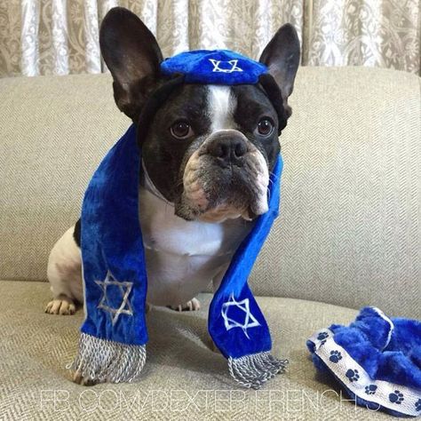 Happy Hanukkah!   Photo by Bruce Cunneen Happy Hanukkah, Dexter, Pet Accessories, Boston Terrier, Hanukkah, French Bulldog, Bulldog, Boston, Cute Animals