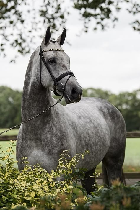 Dapple Grey Horse, Kwpn Horse, Dapple Grey Horses, Irish Sport Horse, Grey Horses, Warmblood Horses, Jumping Horse, Horses Equestrian, Horse Inspiration