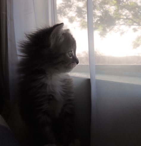 Staring out the window. Staring Out The Window, Tiny Kitten, The Window, Kittens, Cute Animals, Kitty, Dogs, Animals