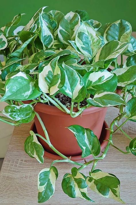 Pothos N Joy is a tropical houseplant with gorgeous white and green variegated foliage. And as you’ve probably guessed, it’s fun and easy to care for. After Pothos N Joy, Njoy Pothos, N Joy Pothos, Variegated Pothos, Money Plant Care, N'joy Pothos, N’joy Pothos, Marble Queen Pothos, Plant Care Tips