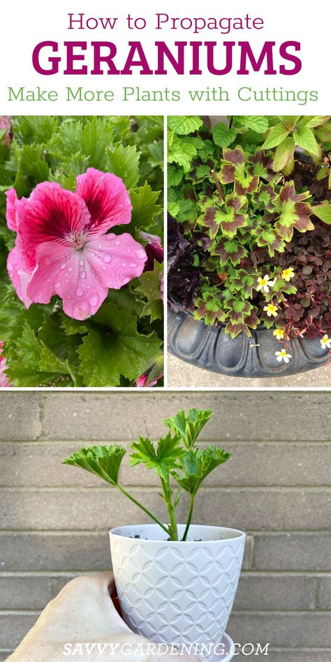 How to Propagate Geraniums: Taking Cuttings to Make New Plants Best Plants For Garden, Propagating Geraniums, Planting Flowers From Seeds, Plants For Sun, Native Plant Landscape, Vegetables In Pots, Planter Box Plans, Growing Vegetables In Pots, Geranium Plant