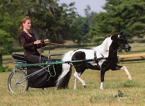 Pony Carriage, Horses Foals, Miniature Horses For Sale, Horse Driving, Driving Horses, Beast Friends, Mini Horses, Tiny Horses, Miniature Horses