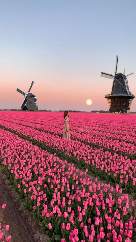 #tulips #spring #tulipfields #tulipfieldcollage Tulip Fields Netherlands, Tulip Fever, Amsterdam Aesthetic, Amsterdam Tulips, Floral Print Wallpaper, City Pics, Tulip Field, Tulips Spring, Flower Farmer