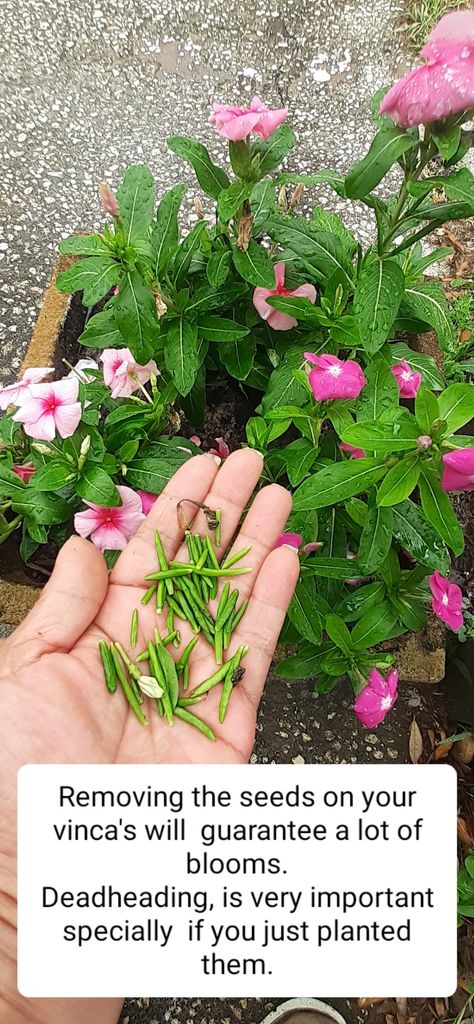 Red Vinca Flowers, Vinca Flowers In Containers, Trailing Vinca, Vinca Flowers, Vinca Vine, Florida Gardens, Vinca Minor, Vegetable Garden Tips, Container Ideas