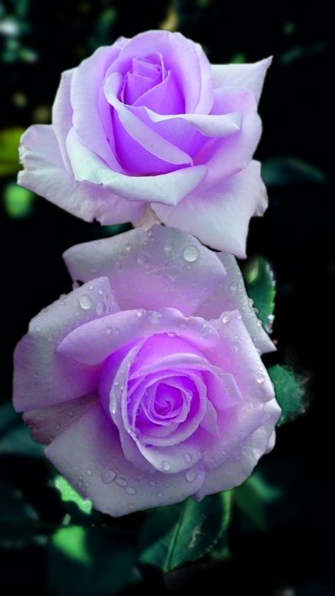 Wallpaper...By Artist Unknown... Rose Seeds, Lilac Roses, Hybrid Tea Roses, Unusual Flowers, Lavender Roses, Beautiful Flowers Wallpapers, Beautiful Rose Flowers, Beautiful Flowers Pictures, Rose Wallpaper