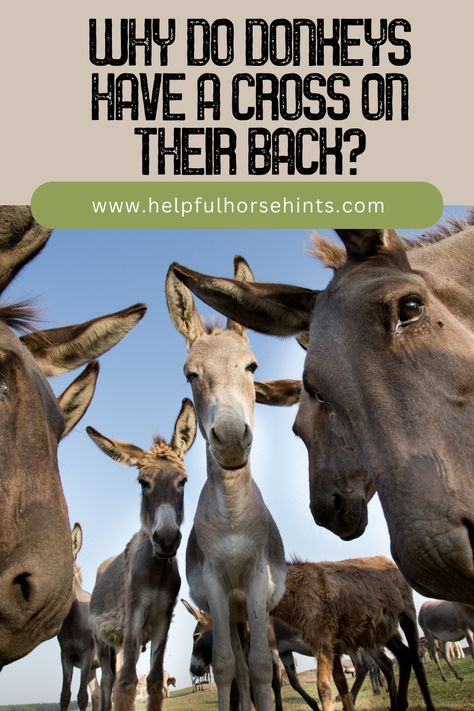 Donkeys are popular farm animals and those familiar with them probably know about the crosses on their backs. Donkeys have crosses on their back because it is a trait passed down genetically throughout history to modern-day donkeys. Learn more about donkeys and the myths as well as facts about why they have crosses on their backs in this article. #horse #roanhorse #horselover #bayhorse #horsecolors #helpfulhorsehints Sicilian Donkey, Donkey Photography, Donkey Breeds, Donkey Care, Mini Donkeys, Mini Donkey, Horse Riding Tips, Bay Horse, A Donkey