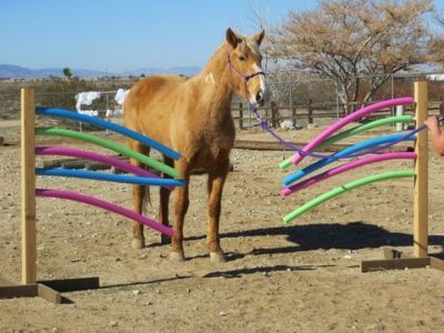 DIY Pool Noodle Horse Obstacle Plans | Helpful Horse Hints Diy Horse Obstacles, Noodle Horse, Pool Noodle Horse, Pool Noodles, Diy Pool, Eagle Scout, Horse Diy, Dollar Stores, Noodles