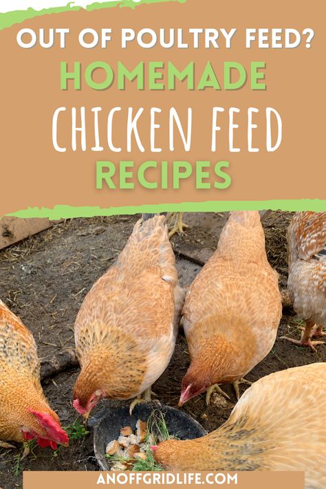 Chickens eating scraps Chicken Feed Recipe, Chicken Feed Recipes, Homemade Chicken Feed, Organic Chicken Feed, Chicken Mama, Corn Chicken, Chicken Care, Chickens And Ducks, Backyard Flocks