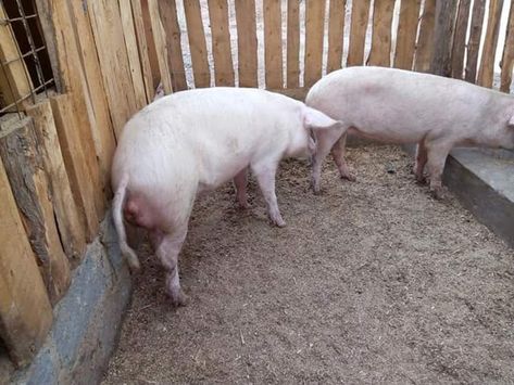 Small scale pig housing Pigs Farming Livestock, Pig House, Livestock Farming, Pig Farming, Kenya, Farm Animals, Horses, Animals