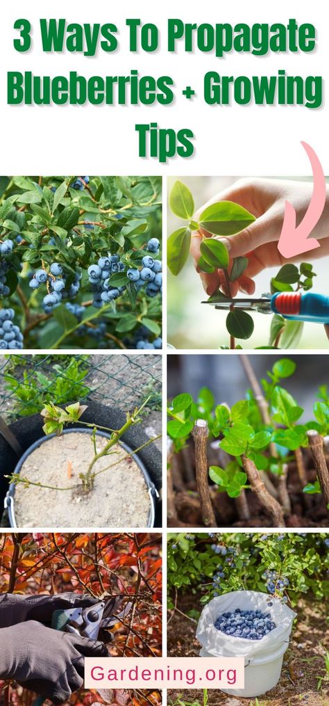 Growing Blueberries Bushes, Blueberries Growing, Blueberry Tree, Blueberry Gardening, Growing Blueberries, Fruit Bushes, Blueberry Plant, Growing Fruit Trees, Seed Starting Mix