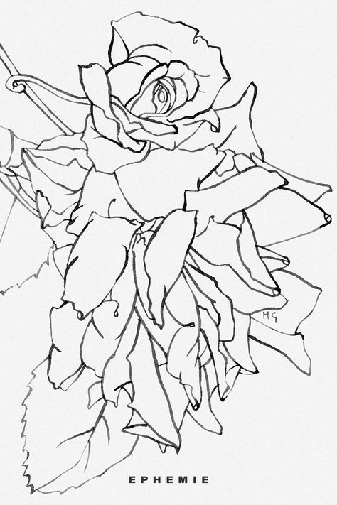 Detail of original ink line painting of the rose flower, Rosa 'Danse du Feu'. Red Climbing Roses, Paintings Of Flowers, Colorful Floral Art, Line Painting, Rose Sketch, Ink Water, Climbing Rose, Roses Drawing, Japanese Woodblock