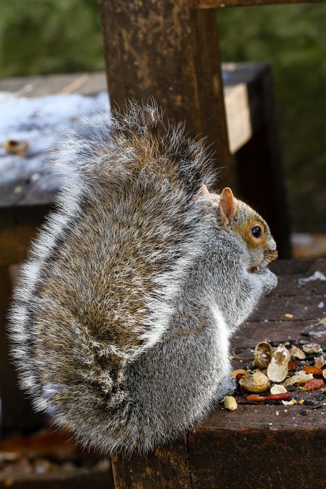 Meanie had the best squirrel tail in the forest. She was instantly recognisable amongst the other squirrels because of her beautiful tail! Two months after this picture was taken, she lost her entire tail to a predator and now only has a tiny stump. It's so sad she no longer has that fabulous tail but it did save her life. Update: a month after she lost her tail, the predator attacked her again and this time, without her tail, she was unable to escape. Every day I'm in the garden ... Gray Squirrel, Squirrel Tail, Squirrel Pictures, Stop And Think, The Predator, Prairie Dog, Cute Squirrel, Little Critter, Woodland Creatures