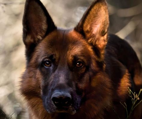 55 Strong Male German Shepherd Dog Names. Strong Dog Names Male, German Shepherd Names Male, German Shepherd Dog Names, Strong Dog Names, German Shepherd Names, Names Male, Boy Dog Names, German Shepherd Photos, Male Names