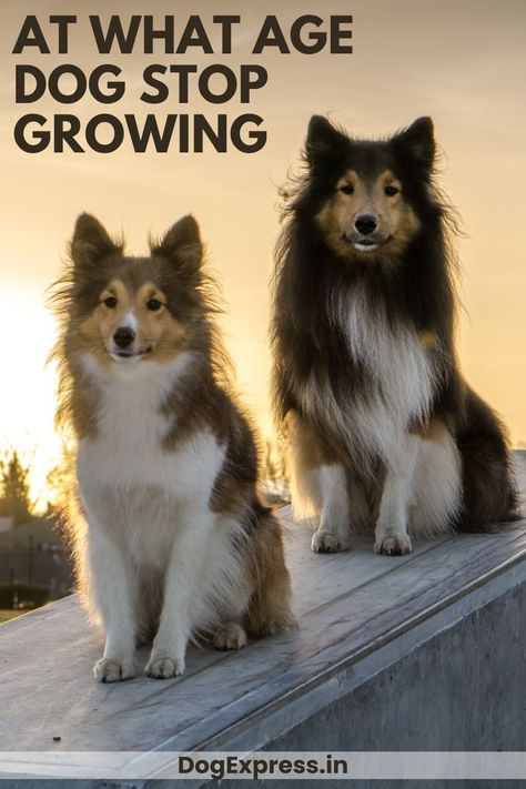 At What Age Dog Stop Growing Names And Their Meanings, Sheltie Puppy, Puppy School, Shetland Sheepdog Puppies, Different Dog Breeds, Sheltie Dogs, Sheep Dog, Dog Fun, Hiking Dogs