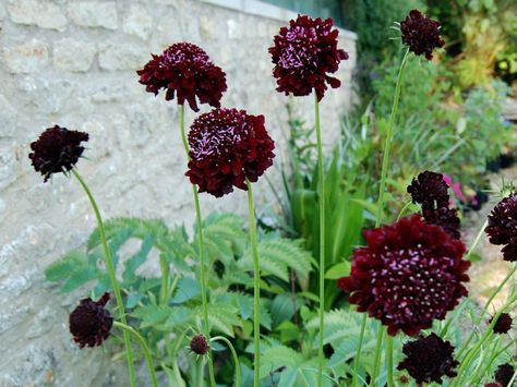 Scabiosa 'Black Knight' Deer Resistant Annuals, Purple Colour Flowers, Deer Resistant Perennials, Long Blooming Perennials, Buy Seeds, Border Plants, Black Knight, Hardy Perennials, Blackest Knight