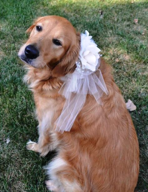 #Weddingdog #Golden retriever ToniK ❀Flowers in their coats❀ Dog Bridal Collar, Tulle Collar, Flower Girl Veil, Dog Wedding Outfits, Wedding Dog Collar, Wedding Pets, Dog Flower, Dog Wedding, The Nines