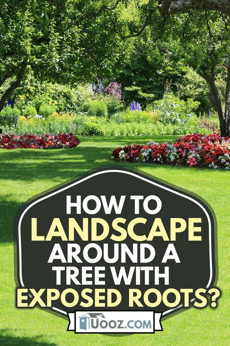 Tree Root Garden Ideas, Tree Base Ideas Outdoor, Base Of Tree Ideas, How To Landscape On A Slope, How To Cover Exposed Tree Roots, Planting Around A Tree Stump, Tree Roots Above Ground, Gardening Around A Tree, Tree Root Cover Ideas