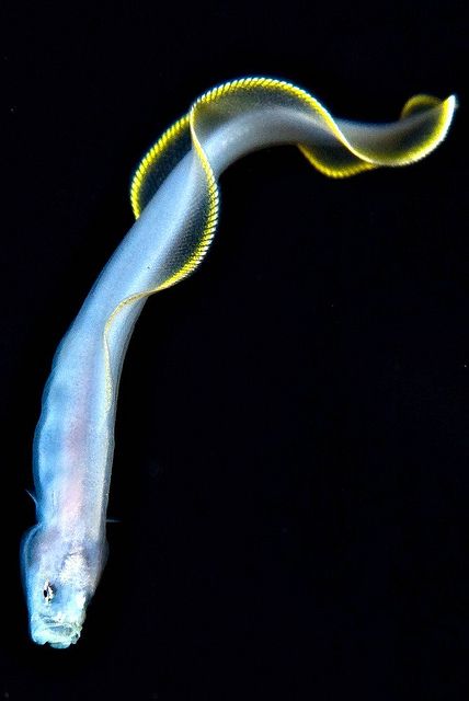 Cusk Eel? Ribbon Fish? Blackwater Photography, Bio Luminescence, Deep Sea Life, Salt Water Fishing, Deep Sea Creatures, Underwater Creatures, Underwater Life, Oceanography, Deep Sea Fishing