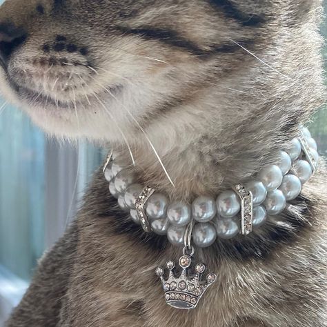 Dog Collar Necklace, Fancy Dog Collar, Beaded Cat Collar, Cheap Cute Cat Design Necklaces, Cat Diamond Collar, Cat Pearl Collar, Fancy Cat Collar, Cat Collar Necklace, Dog Pearls