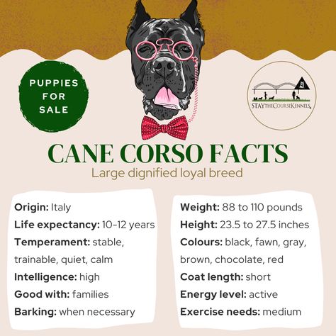 Cane Corso Tips, Cane Corso Facts, Cane Corso Aesthetic, Relationship Wishes, Brindle Cane Corso, Cane Corso Dog Breed, Cane Corso Italian Mastiff, Dog Names Unique, Unique Dog Breeds