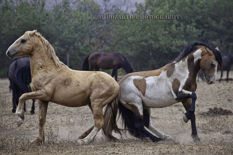 Horses Together, I Love Horses, Wild Horses Mustangs, 2 Horses, Horse Inspiration, Mustang Horse, Love Horses, Wild Mustangs, Horse Drawings